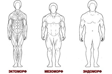 Как определить, к какому типу относится ваше тело? Как определить к какому типу относится ваше телосложение?